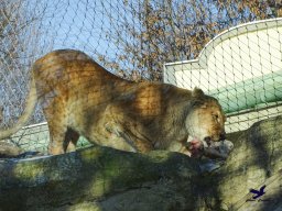Tiergarten Schönbrunn am 27.01.2026